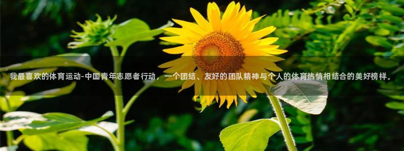 3377体育官网下载平台注册流程图：我最喜欢的体育运